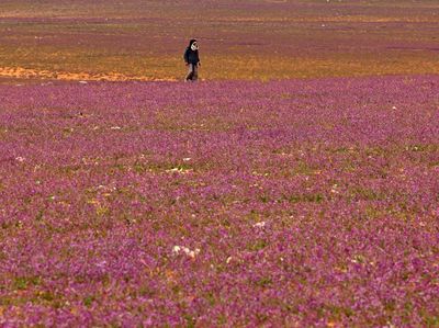 Wow! Ladang Lavender Warnai Gersangnya Gurun di Arab Saudi