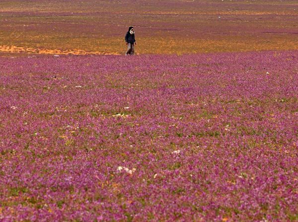 Wow! Ladang Lavender Warnai Gersangnya Gurun di Arab Saudi