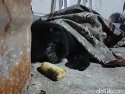 Malang Si Lutung, Terkulai Lemas Penuh Luka di Cianjur