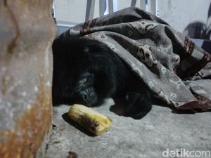 Lutung Penuh Luka di Cianjur Kini Dirawat Sebelum Dilepas Lagi Lutung Penuh Luka di Cianjur Kini Dirawat Sebelum Dilepas Lagi