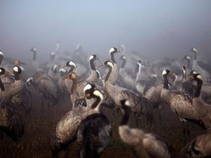 Peringatan Pakar: Asia Bisa Jadi Jembatan Masuknya Virus Baru Flu Burung ke Australia