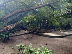 Pohon Tumbang Timpa Ruang Kelas SMP Mida Gogodeso Blitar
