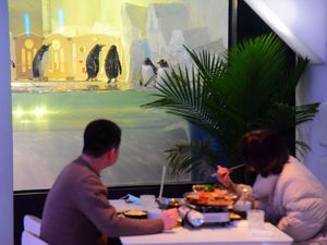 Restoran di China Ini Tawarkan Pengalaman Unik, Makan Ditemani Penguin Restoran di China Ini Tawarkan Pengalaman Unik, Makan Ditemani Penguin
