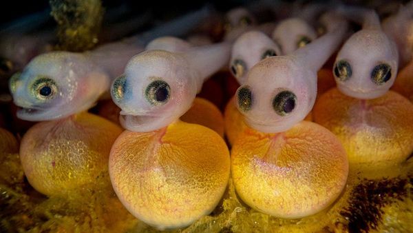 Karya Jawara Foto Underwater Bikin Takjub, Ada dari Indonesia!