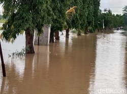 195 Hektare Tanaman Padi di Ngawi Gagal Penan Akibat Terendam Banjir
