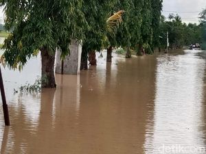 195 Hektare Tanaman Padi di Ngawi Gagal Penan Akibat Terendam Banjir 195 Hektare Tanaman Padi di Ngawi Gagal Penan Akibat Terendam Banjir