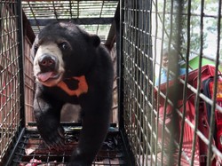 Bikin Resah, Anak Beruang Madu di Indragiri Hulu Diamankan Warga