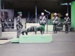 Salut! Dandim Jakut Hukum Diri Sendiri dengan Push Up karena Telat Apel
