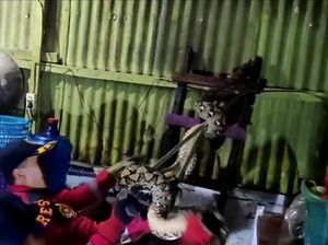 Ular Sanca 3 Meter di Makassar Muncul di Atap Rumah, Ngamuk Saat Dievakuasi