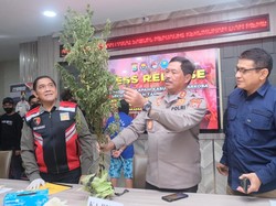 Polisi Gerebek Ladang Ganja 1 Hektare di Bone, 2 Orang Ditangkap