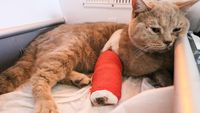 Kasihan, Kucing-kucing Gembul Ini Jadi Korban Gempa Turki