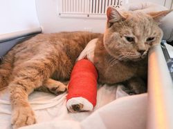 Kasihan, Kucing-kucing Gembul Ini Jadi Korban Gempa Turki