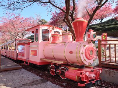 Menyusuri Pesona Taman Sakura dengan Kereta Merah Muda