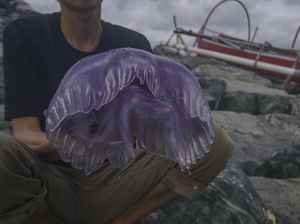 Penampakan Ubur-ubur Ungu yang Terdampar di Pantai Teluk Palu Sulteng
