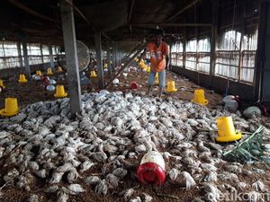 Banjir di 2 Desa Boyolali, Ribuan Ayam Mati-Puluhan Kolam Lele Terendam Banjir di 2 Desa Boyolali, Ribuan Ayam Mati-Puluhan Kolam Lele Terendam