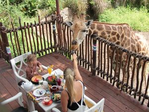 Ada ITF di Kokas, Taman Safari Bagi 100 Tiket Rp 190 Ribu Ada ITF di Kokas, Taman Safari Bagi 100 Tiket Rp 190 Ribu