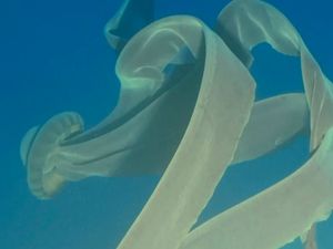 Penampakan Langka Ubur-ubur Hantu Raksasa 10 Meter di Antartika Penampakan Langka Ubur-ubur Hantu Raksasa 10 Meter di Antartika