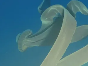 Ubur-ubur Raksasa 10 Meter Tertangkap Kamera, Disebut Seperti Tisu Toilet