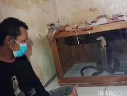 Aksi Ujang Tangkap King Kobra Bikin Deg-degan Dunia Maya