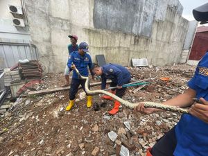 Bikin Kaget! Ular 3 Meter Tiba-tiba Muncul di Rumah Lagi Dibangun di Depok