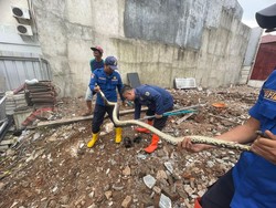 Bikin Kaget! Ular 3 Meter Tiba-tiba Muncul di Rumah Lagi Dibangun di Depok