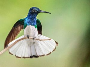 Biar Nggak Di-bully, Burung Kolibri Betina Nyamar Jadi Jantan