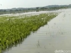 Tanggul Sungai di Bojonegoro Jebol, Petani Kelimpungan Sawahnya Terendam