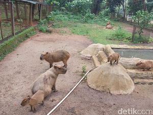 Antusiasme Pengunjung Ragunan Lihat Kapibara Naik Usai Viral Meme Masbro