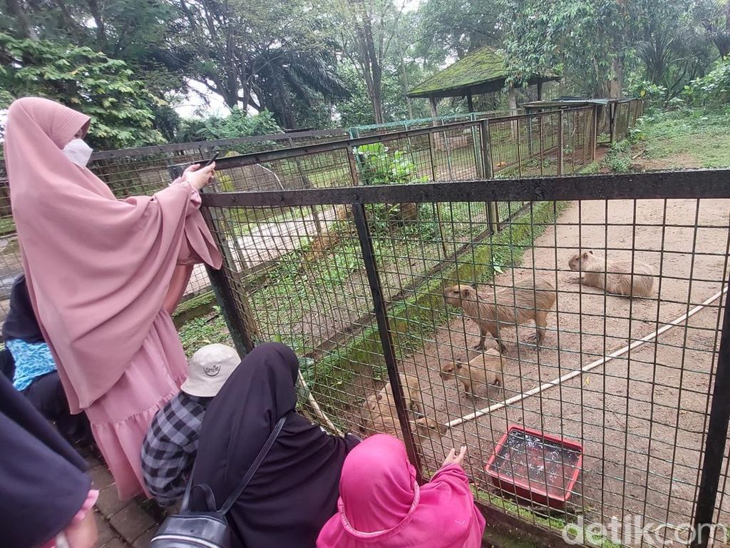 Melihat Kapibara di Ragunan, Pengerat yang Viral Dikenal Masbro