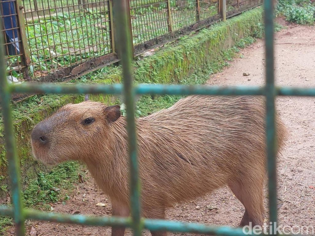 Kapibara, Hewan Pengerat yang Viral sebagai Masbro Ada di Ragunan Lho!