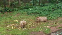 Kapibara Rio de Janeiro Jadi Daya Tarik Wisata, tapi Ada yang Tega Menyiksa Brutal