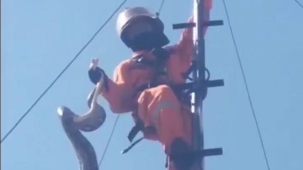 Penampakan Sanca Lilit Tiang Pemancar Bikin Sinyal Wi-Fi Kampung Lemot