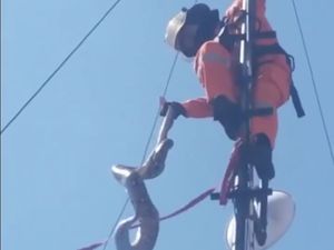 Bukan Garam, Cara Jitu Usir Ular Ternyata Sudah Dilakukan Setiap Hari Bukan Garam, Cara Jitu Usir Ular Ternyata Sudah Dilakukan Setiap Hari