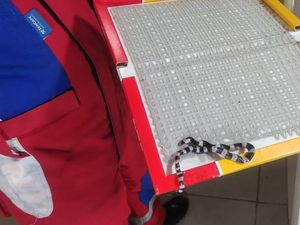 Kaget! Warga Jaktim Pasang Perangkap Tikus tapi Dapatnya Ular Mematikan Kaget! Warga Jaktim Pasang Perangkap Tikus tapi Dapatnya Ular Mematikan