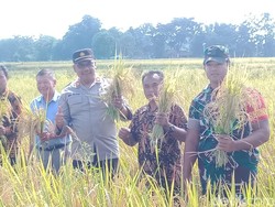 Kerjasama Bareng Mahasiswa UNS, Petani Klaten Panen Padi Rojolele Organik