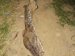 Menegangkan! Kakek di Muna Duel Lawan Piton Sebesar Batang Kelapa Menegangkan! Kakek di Muna Duel Lawan Piton Sebesar Batang Kelapa