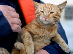 Potret Kucing Oren yang Selamat Usai Terjebak 10 Hari di Reruntuhan Gempa Potret Kucing Oren yang Selamat Usai Terjebak 10 Hari di Reruntuhan Gempa