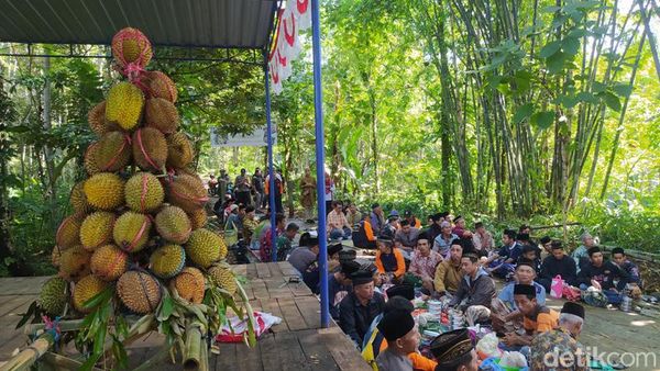 Potret Wiwit Ngunduh Durian di Temanggung