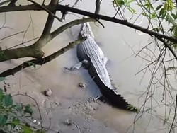 Buaya 3 Meter Muncul di Tepi Sungai Minsel, BKSDA Imbau Warga Waspada