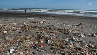 Hii Jorok.. Banyak Sampah Numpuk di Tepi Pantai Gumuk Pasir Yogyakarta