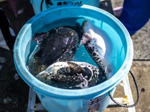 2 Warga di Gorontalo Utara Diduga Keracunan Ikan Buntal, 1 Orang Tewas 2 Warga di Gorontalo Utara Diduga Keracunan Ikan Buntal, 1 Orang Tewas
