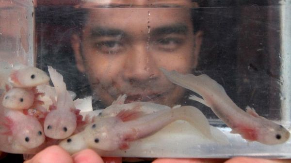 Jualan Salamander Bisa Raup Rp 10 Juta