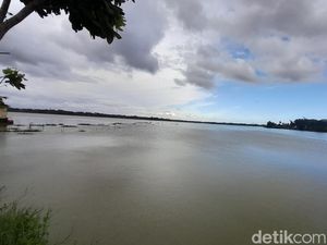 Pilu Petani Pangandaran, Lahan Sawah Terendam Banjir Selama 2 Tahun