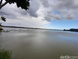 Pilu Petani Pangandaran, Lahan Sawah Terendam Banjir Selama 2 Tahun