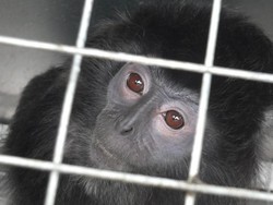 BBKSDA Serahkan 6 Lutung dan Owa Jawa ke Aspinall Foundation