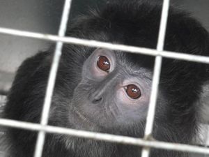BBKSDA Serahkan 6 Lutung dan Owa Jawa ke Aspinall Foundation BBKSDA Serahkan 6 Lutung dan Owa Jawa ke Aspinall Foundation
