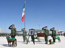 Melepas Proteo, Anjing Heroik yang Mati dalam Misi Kemanusiaan di Turki