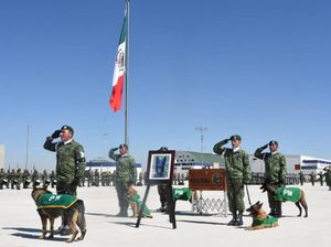 Melepas Proteo, Anjing Heroik yang Mati dalam Misi Kemanusiaan di Turki