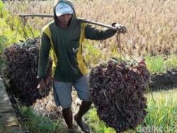 Petani di Brebes Sambat Harga Bawang Merah Anjlok Lebih Murah dari Beras