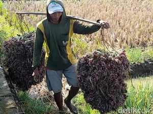Harga Bawang Merah Brebes Turun, Kini Rp 23 Ribu/Kg Harga Bawang Merah Brebes Turun, Kini Rp 23 Ribu/Kg
